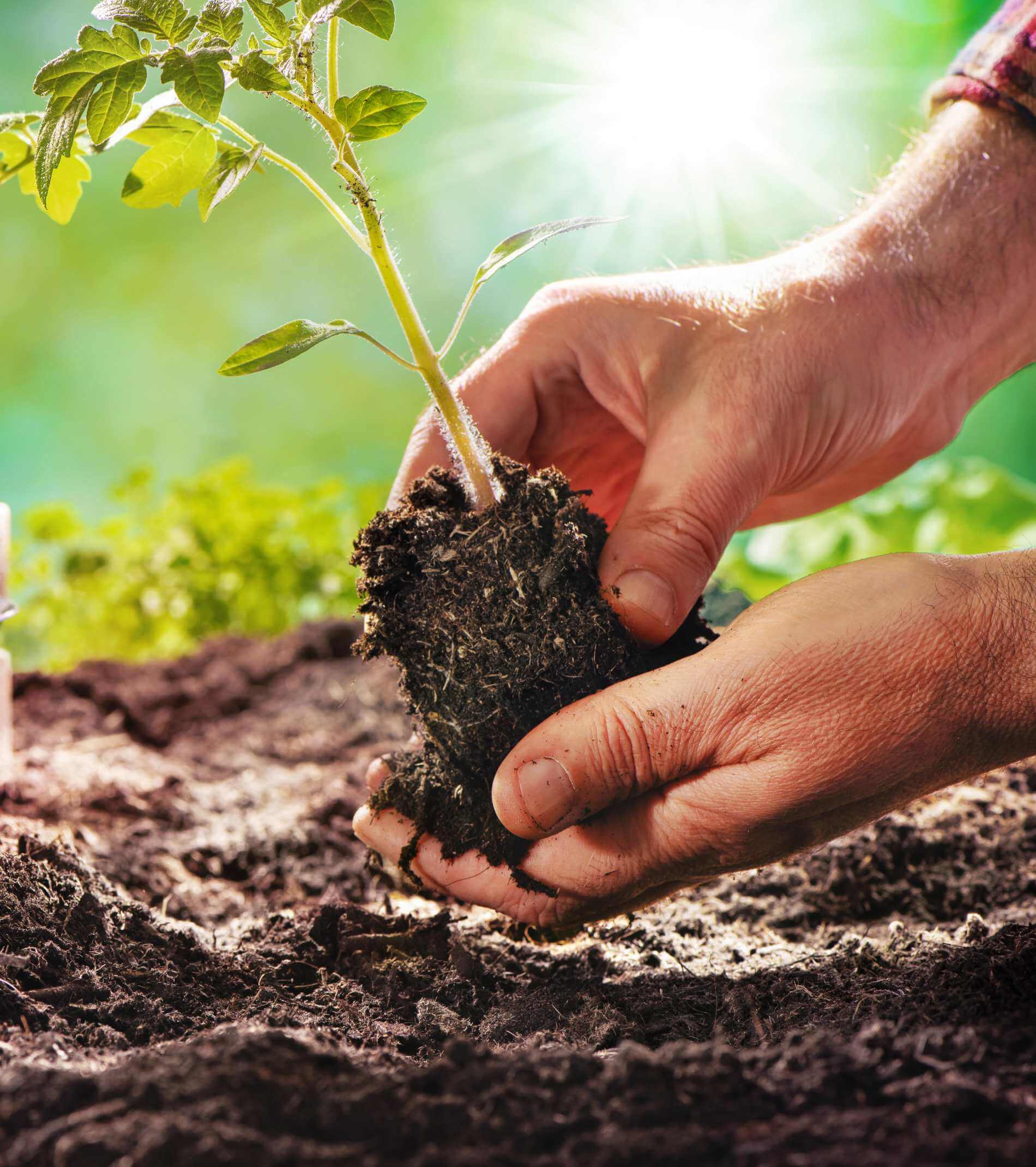 Farmer planting tomatoes seedling in organic garden