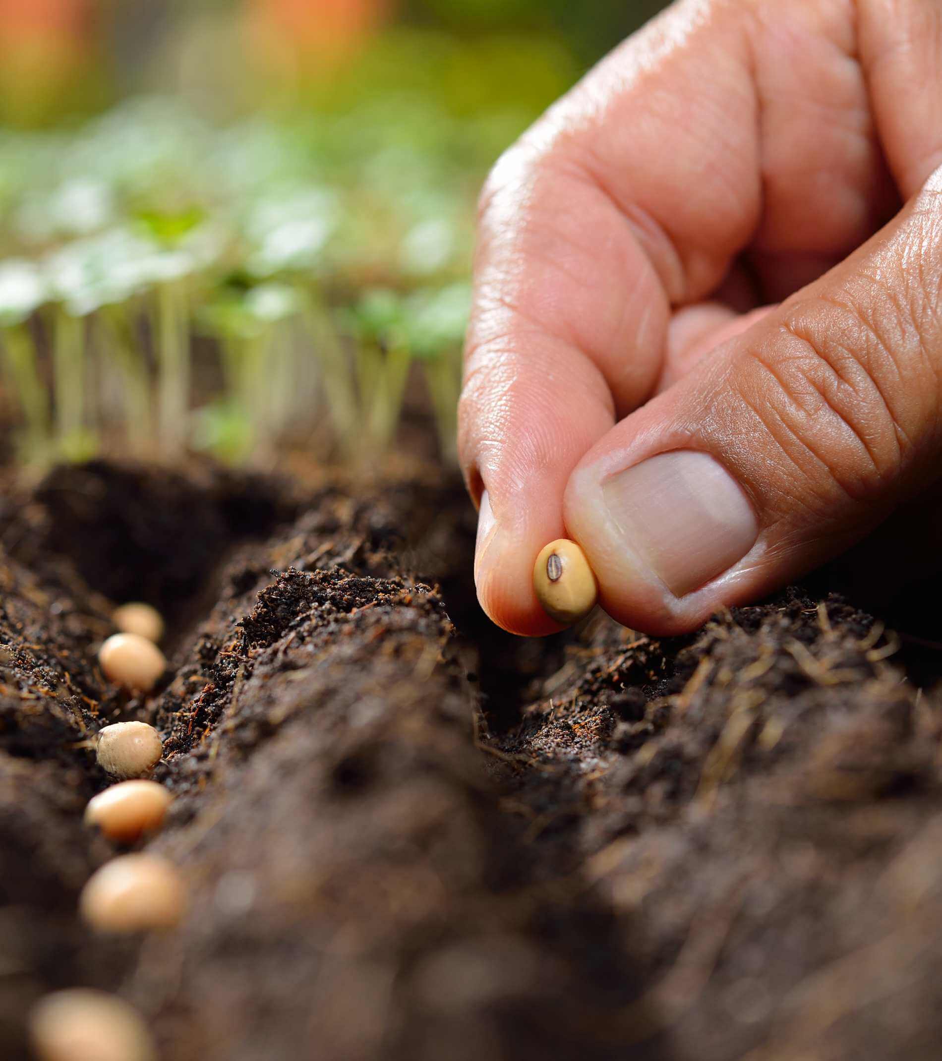 Farmer's hand planting seeds in soil