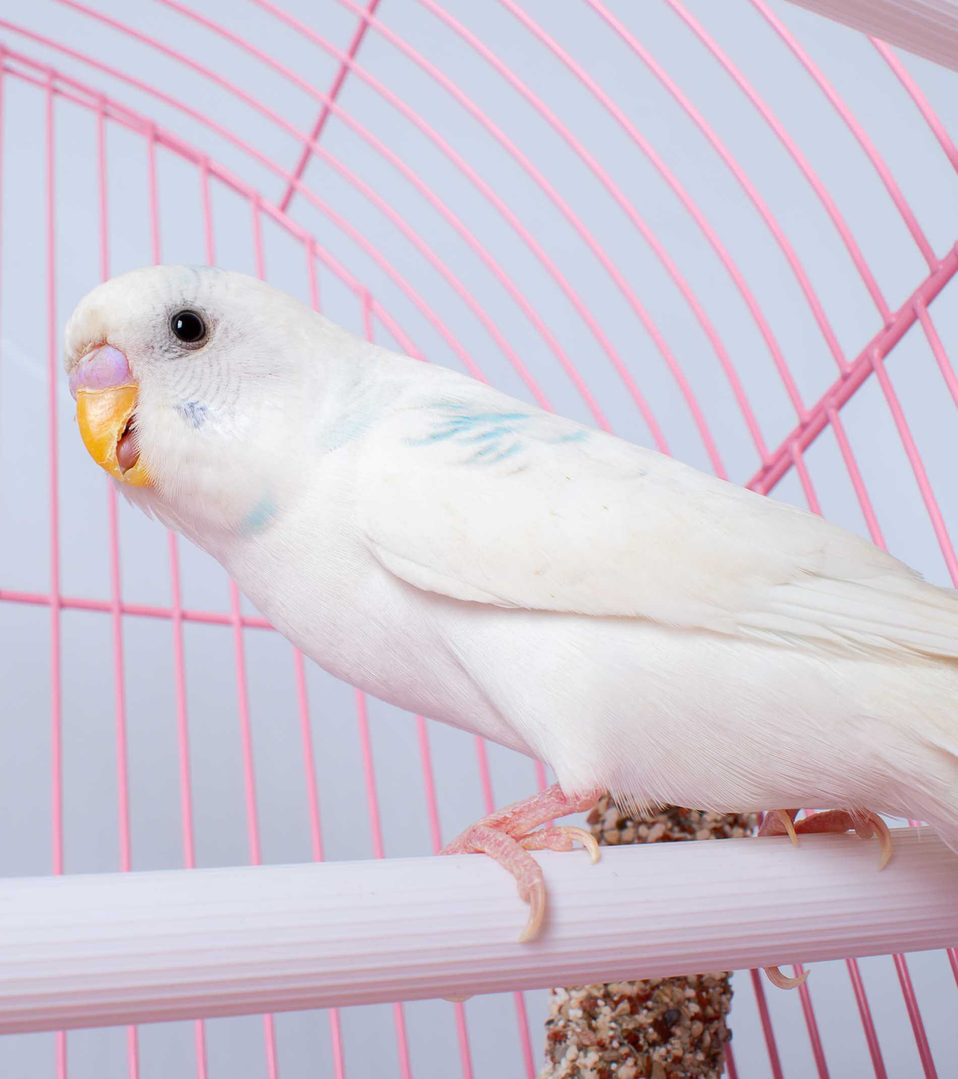 A white budgie looks out of a pink cage.