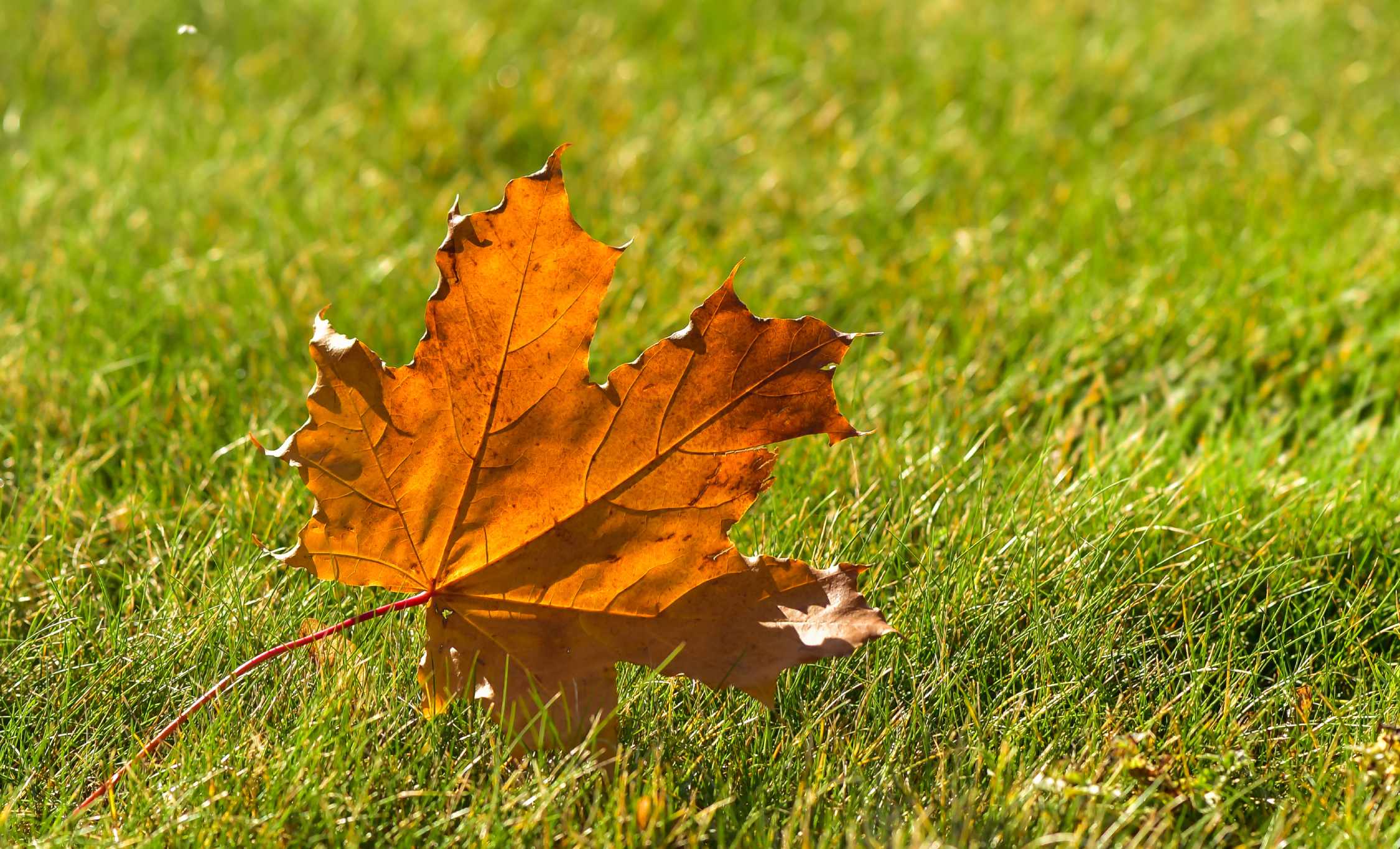 AdobeStock-234435147