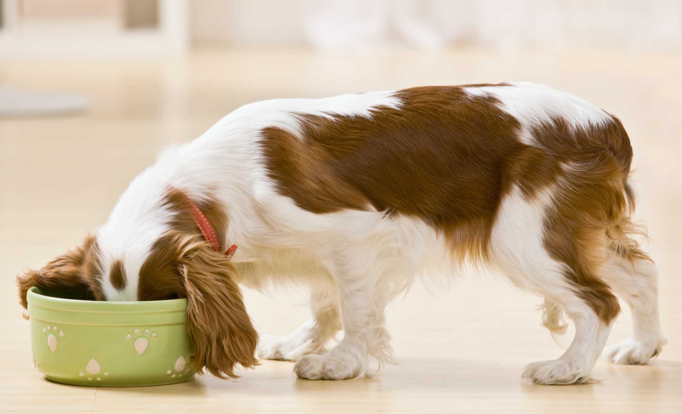 Puppy Eating
