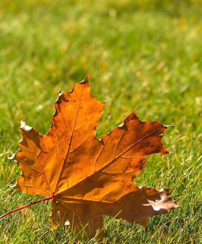 Maple leaf on green lawn in autumn sunny day, blurred background