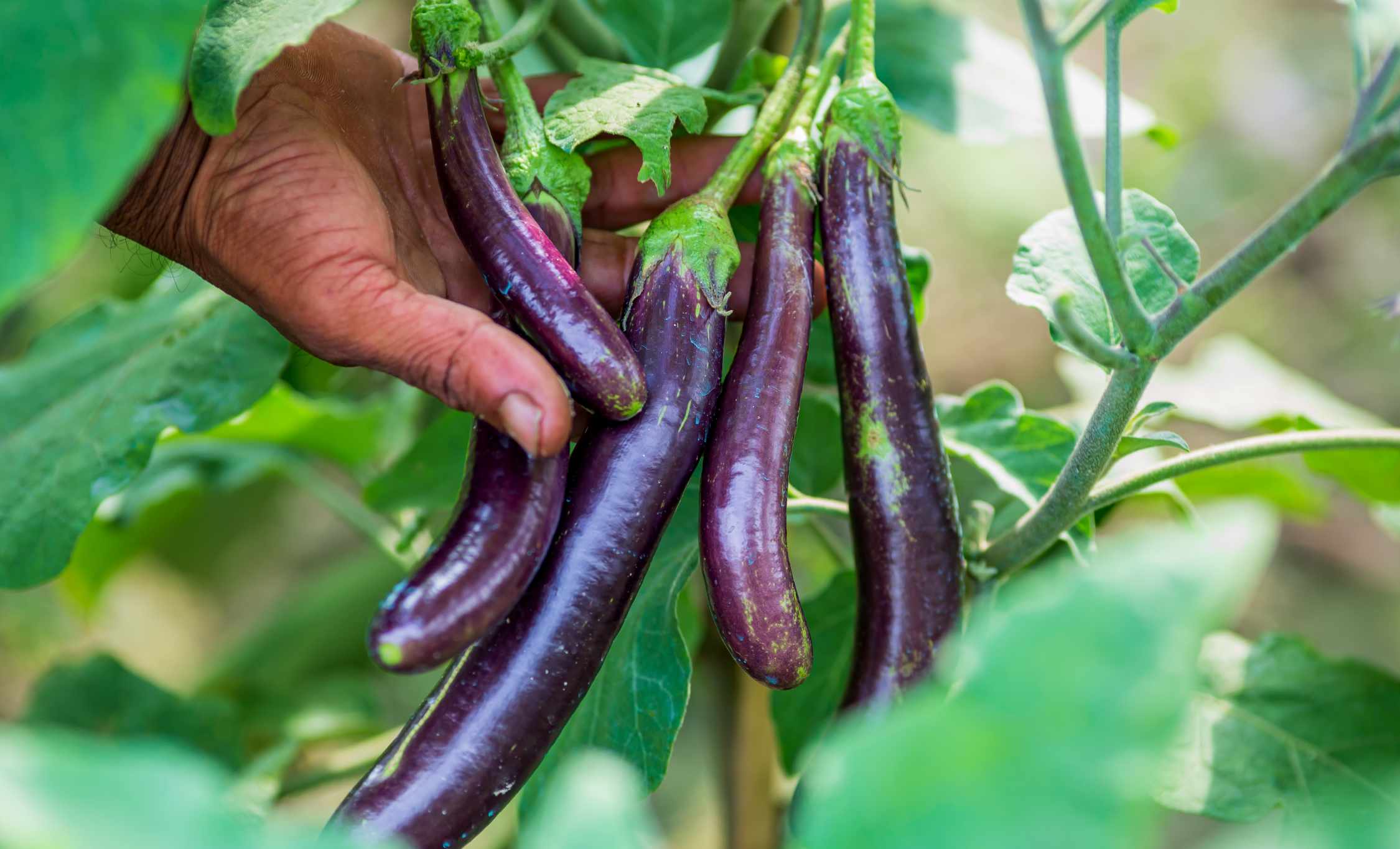 melanzane-auberginen-2250x1365