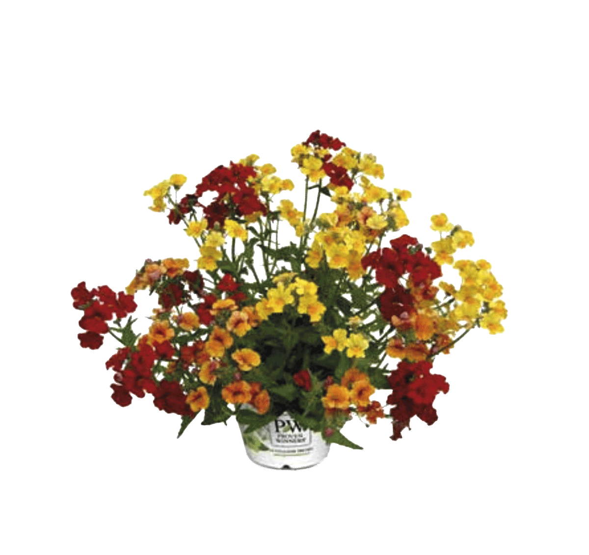 K413025-pinata di Sunsatia- pflanze