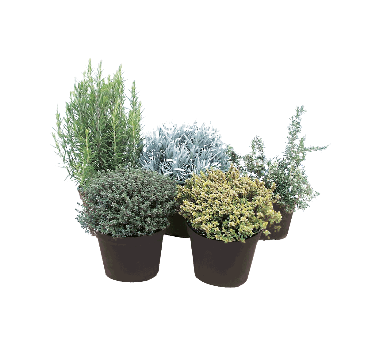 K375227-piante aromatiche- gewuerzpflanzen