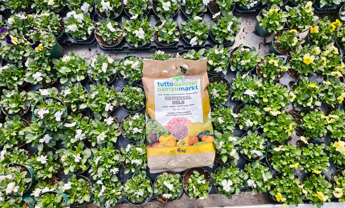 universal gold 4 kg