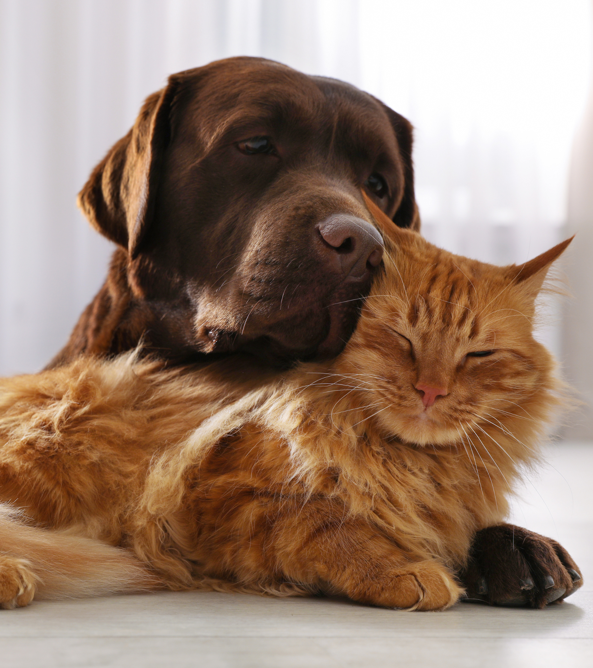 promo -20% antiparassitari