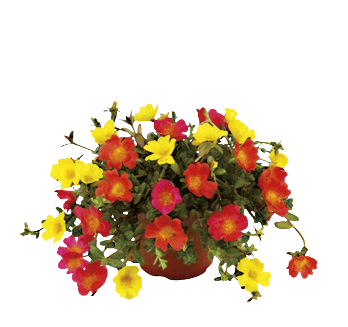 Portulakröschen